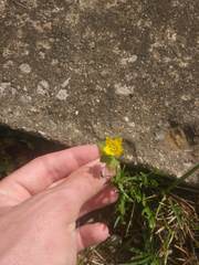 Lysimachia nummularia