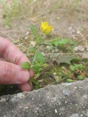 Lysimachia nummularia