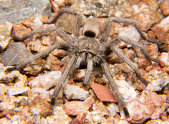 Exilis Bronze Tarantula