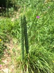 Phleum phleoides
