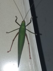 Onomarchus uninotatus