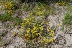 Limonium aureum