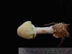 Agaricus abruptibulbus