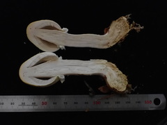 Agaricus abruptibulbus