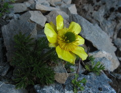Ranunculus sericophyllus
