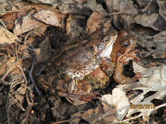 Rana temporaria