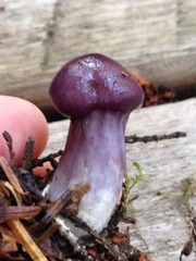 Cortinarius iodeoides