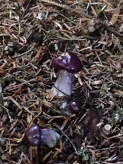 Cortinarius iodeoides