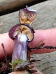 Cortinarius iodeoides