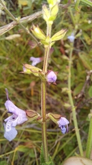 Salvia runcinata