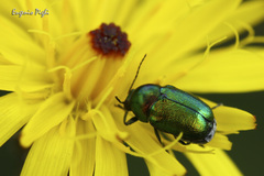 Cryptocephalus hypochaeridis