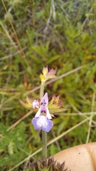 Salvia runcinata