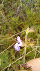 Salvia runcinata