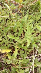 Salvia runcinata