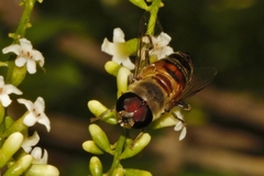Phytomia incisa