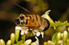Phytomia incisa