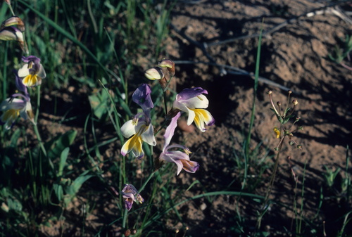 Sparaxis galeata