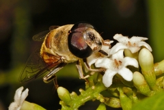 Phytomia incisa