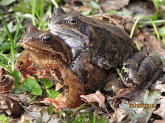 Rana temporaria