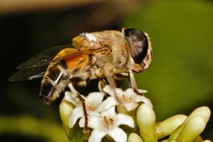 Phytomia incisa