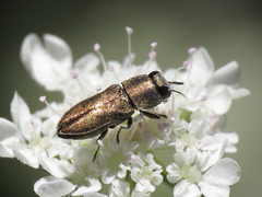 Anthaxia umbellatarum