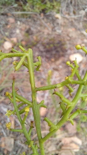 Image of Thesium triflorum by (c) kevin koen, some rights reserved (CC BY-SA)