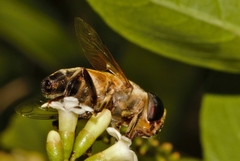 Phytomia incisa