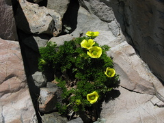 Ranunculus sericophyllus