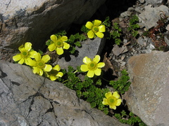 Ranunculus sericophyllus