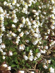 Draba praecox