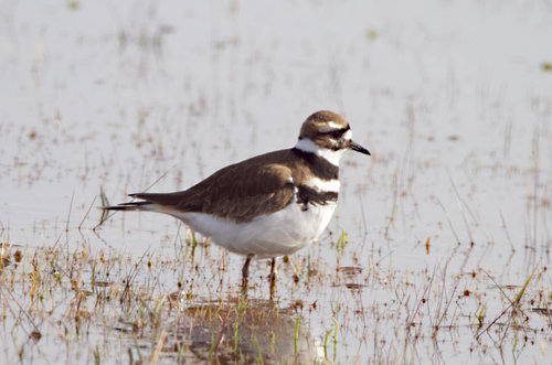 Killdeer photographed in North Carolina