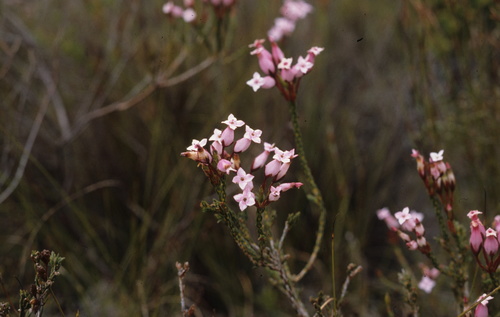 Image of Erica irbyana by (c) Tom Lloyd Evans, some rights reserved (CC BY-SA)