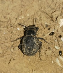Pimelia derasa derasoides