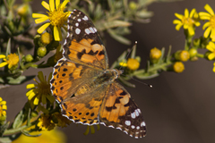 Vanessa cardui