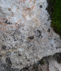 Platybunus