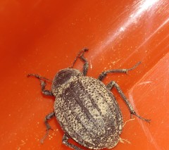 Pimelia derasa derasoides