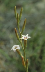 Adromischus caryophyllaceus