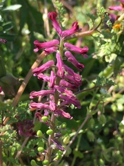 Fumaria officinalis officinalis