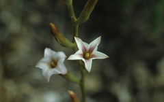 Adromischus caryophyllaceus