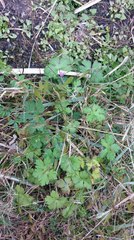 Geranium nepalense thunbergii