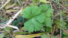 Geranium nepalense thunbergii