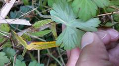 Geranium nepalense thunbergii