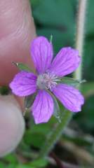 Geranium nepalense thunbergii