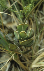 Adromischus caryophyllaceus