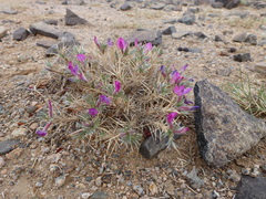 Oxytropis aciphylla