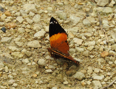 Hypanartia godmanii