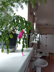 Schlumbergera buckleyi