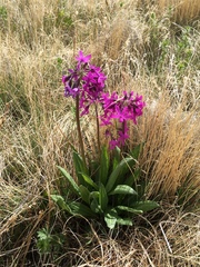 Primula nivalis