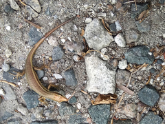 Trachylepis sechellensis