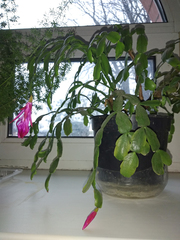 Schlumbergera buckleyi